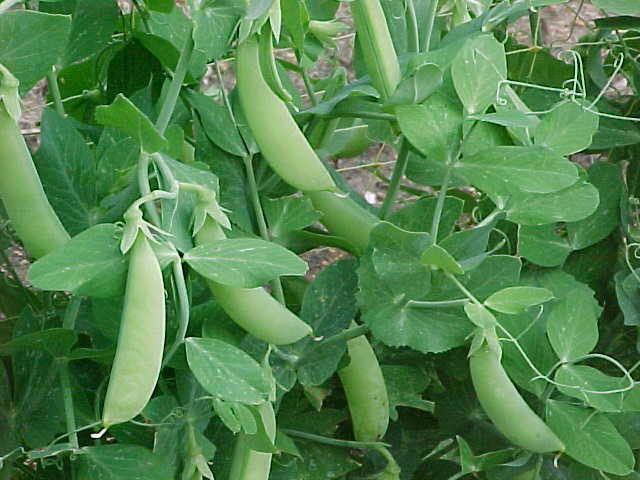 A question about pea protein…