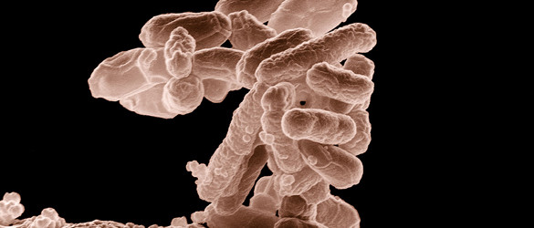 Gut Bacteria Could Be Key Indicator of Colon Cancer Risk
