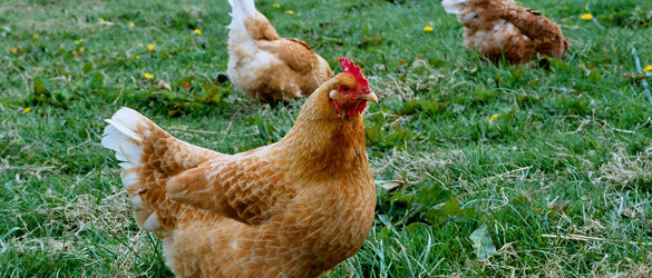 What does free range mean?