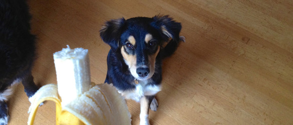 The best diet for dogs