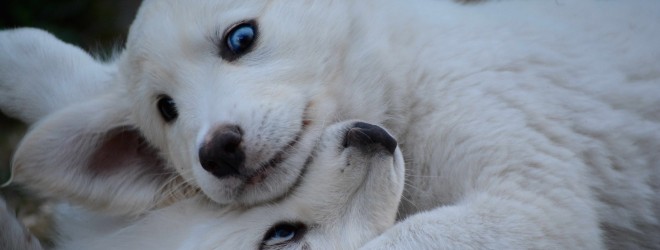 On what to feed your puppy