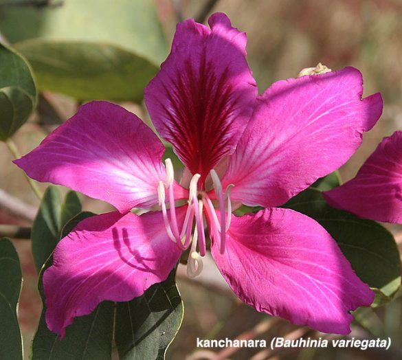 Bauhinia-variegata